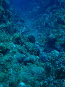 Reef Magic small.JPG