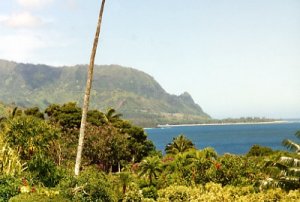 Bali Haikauai.jpg