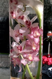 floating orchids.jpg