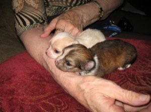 pups_dona.jpg