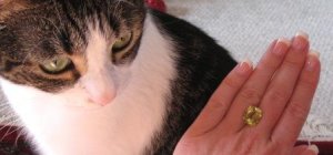 Cat eyes 041.jpg