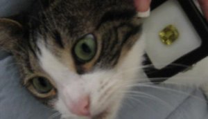 Cat eyes 050.jpg