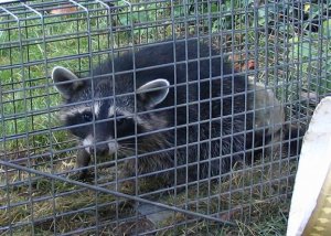 Rockyracoon1.JPG