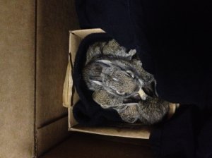 bunniesrescuedinflood.jpg
