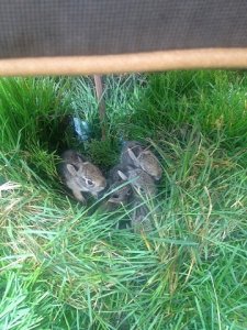 bunnybackinnest2.jpg
