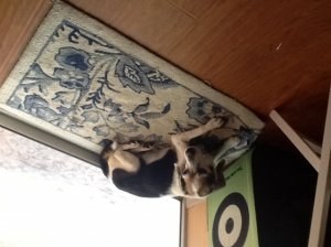 imageuploadedbytapatalk_hd1367359001.jpg imageuploadedbytapatalk_hd1367359001.jpg