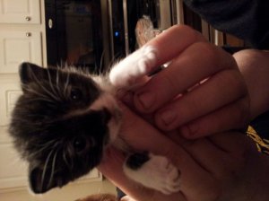 kitten_blk_white.jpg kitten_blk_white.jpg