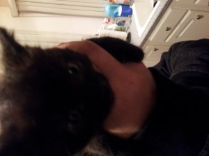 kitten_3.jpg