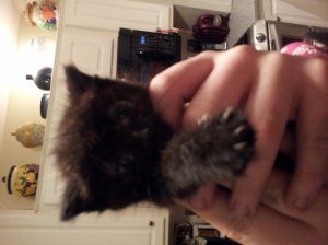 kitten_4.jpg