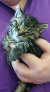 trevor_the_sleepy_kitty.jpg
