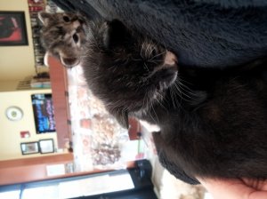 two_week_old_kittens_5-10.jpg