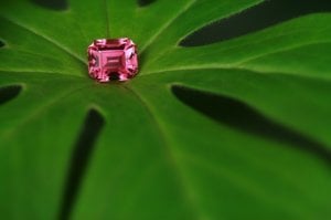 tourmaline_and_may_apple.jpg tourmaline_and_may_apple.jpg