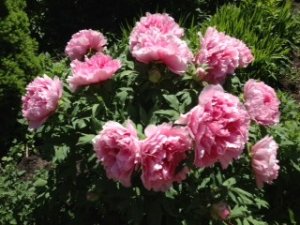 photo__75_.jpg