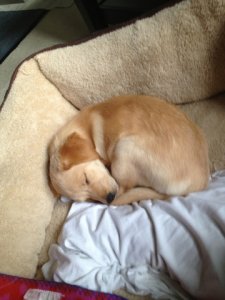 phinneysleeping.jpg