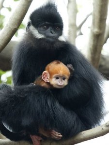 245133-australia-animal-monkey.jpg