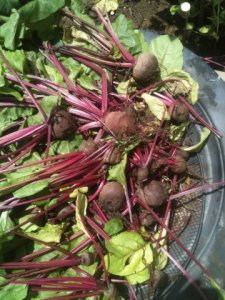 beets002.jpg