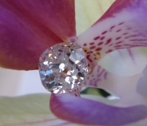 maydayorchidunmtd0973cr.jpg