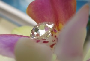 maydayorchidunmtd0982cr.jpg