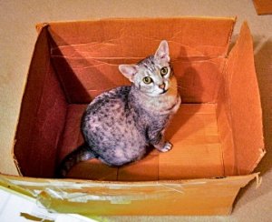 molly_in_bag_002_2.jpg
