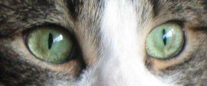 Cat eyes -best.jpg
