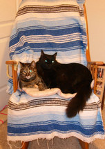 2cats.jpg