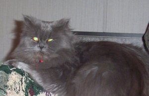 stormycat2.jpg