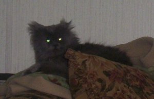 stormycat.jpg