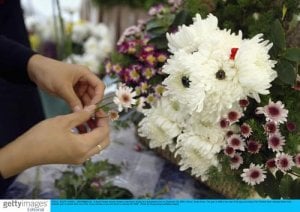 flowerdog.jpg