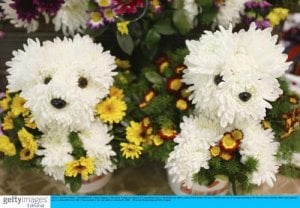 flowerdog3.jpg
