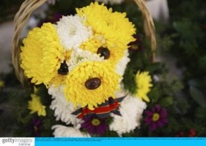 flowerdog4.jpg