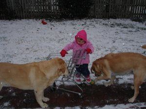 snowdogs1.jpg