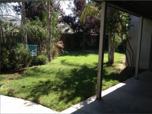 backyard.jpg