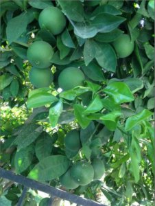 tangerines_or_oranges.jpg