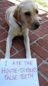 dog_shaming3.jpg