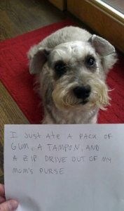 dog_shaming2.jpg