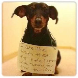 dog_shaming1.jpg