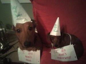 dog_shaming4.jpg