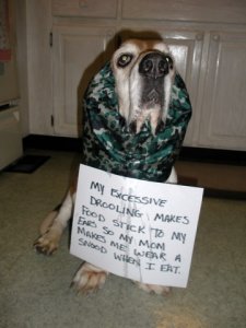 dog_shaming5.jpg