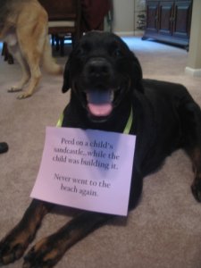 dog_shaming6.jpg