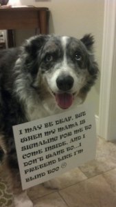 dog_shaming7.jpg