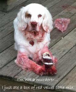 dog_shaming8.jpg