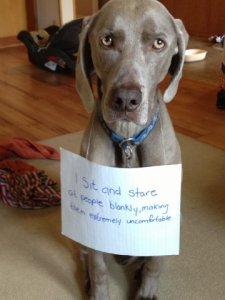 dog_shaming9.jpg