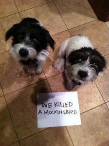 dog_shaming_10.jpg