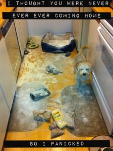 dog_shaming11.jpg