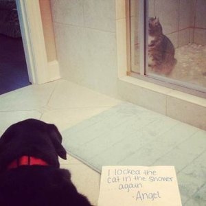 dog_shaming12.jpg