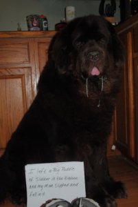 dog_shaming_13.jpg