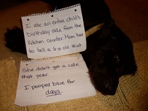 dog_shaming_14.jpg