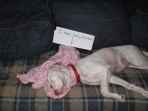 dog_shaming_15.jpg