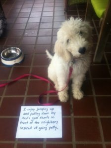 dog_shaming_16.jpg