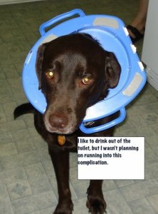 dog_shaming_17.jpg